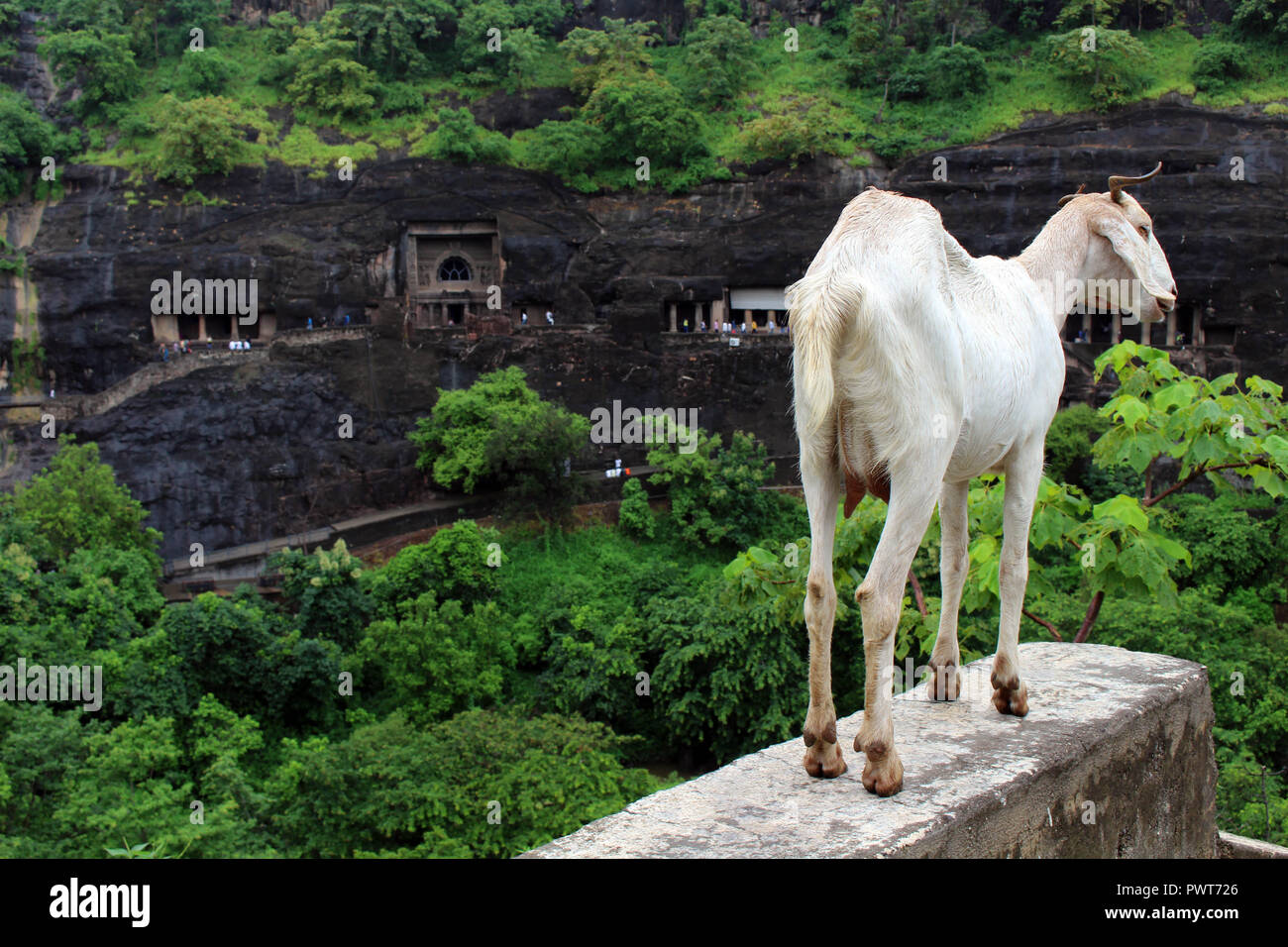 Le capre sono orgogliosamente affacciato su grotte di Ajanta, il rock-cut monumenti buddisti. Preso in India, Agosto 2018. si affacciano, vedetta, spot, UNESCO World Foto Stock