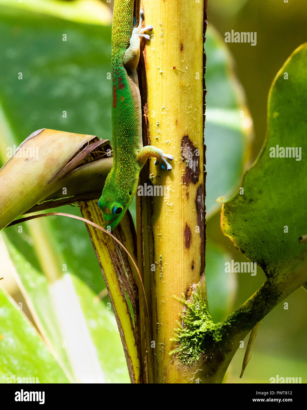 Polvere d oro giorno gecko (phelsuma laticauda) salendo capovolto su un Palm tree di Hawaiian Big Island's Akaka Falls state park. Foto Stock