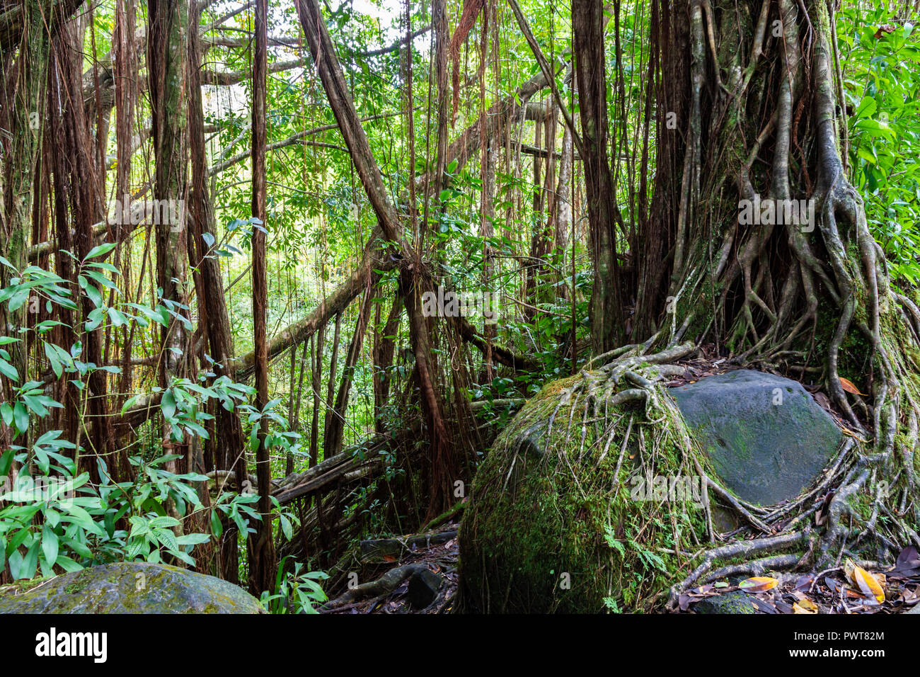La foresta pluviale tropicale nel Akaka falls state park, su la Big Island delle Hawaii. Banyan olivi, vigne e altre fogliame con rocce e massi. Foto Stock