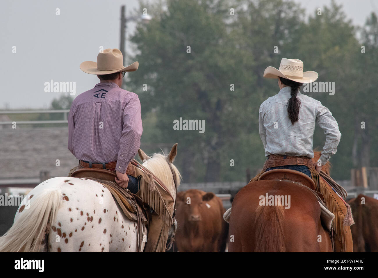 Un cowboy e cowgirl preparare per avvicinarsi a una mandria durante il concorso di smistamento presso l annuale ranch rodeo presso il bar U Ranch, Sito Storico Nazionale di Foto Stock