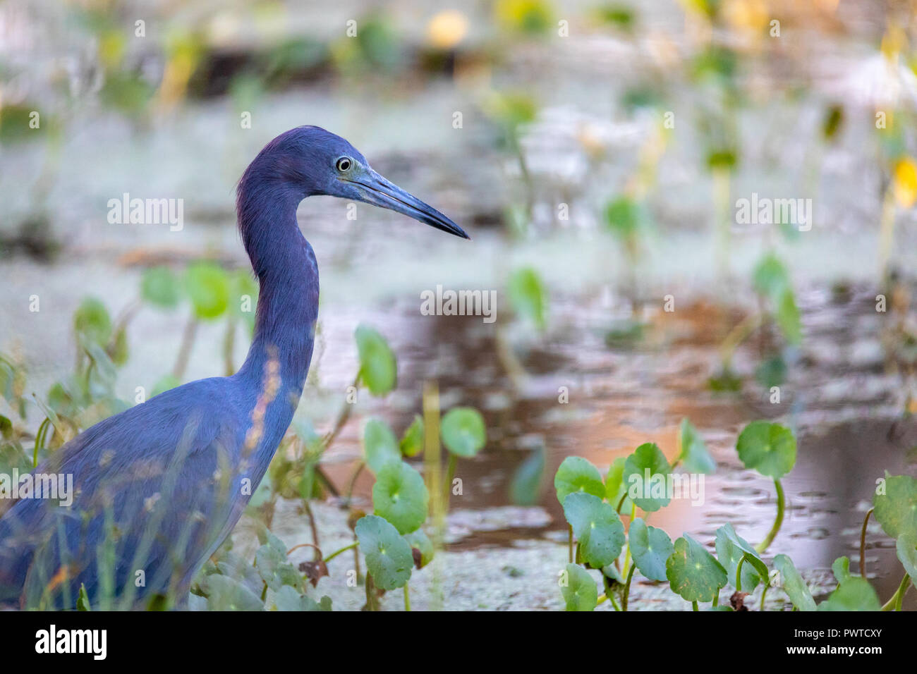 Un bellissimo adulto piccolo airone cenerino (Egretta caerulea) caccia in una Florida centrale stagno così come il sole comincia a set. Foto Stock