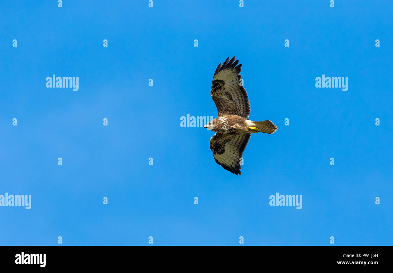 La poiana, poiana,nome scientifico: Buteo buteo,volare nel cielo blu sul telecomando a Ardnamurchan peninsular nelle Highlands della Scozia. Posizione orizzontale Foto Stock