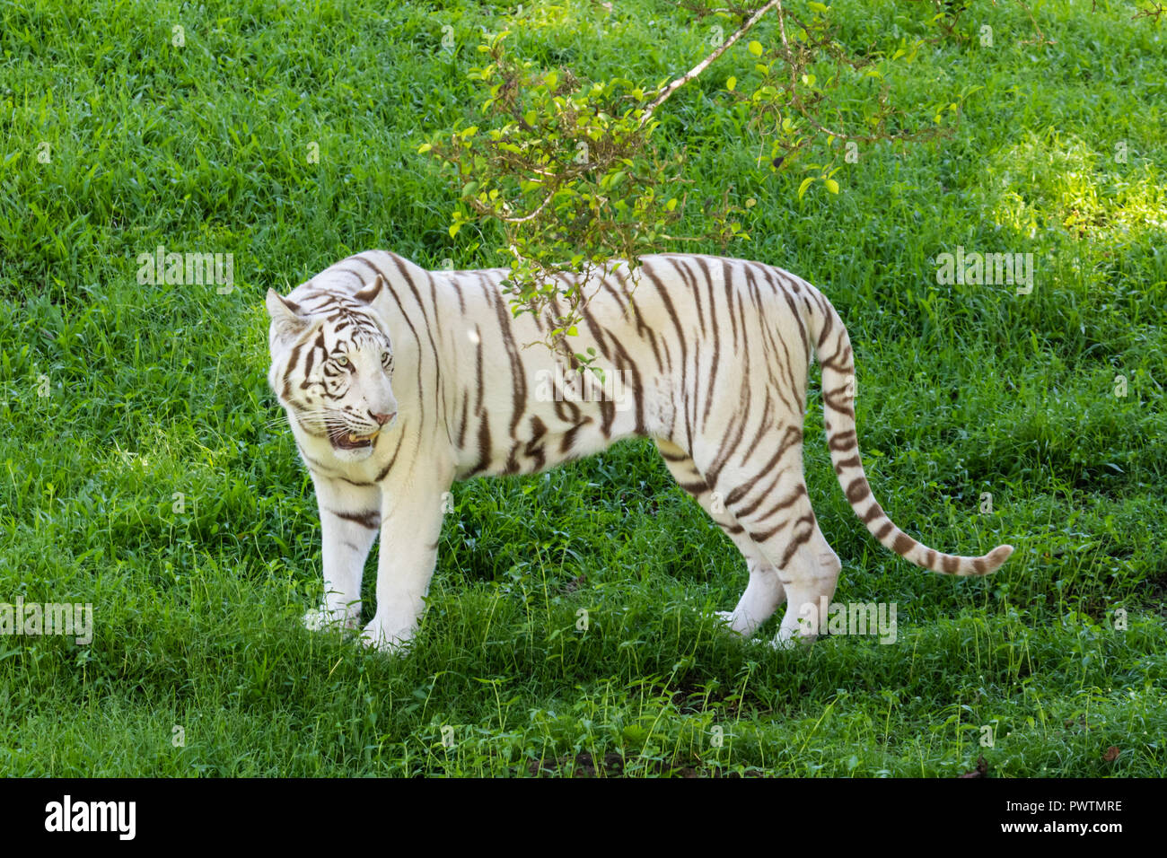 Tigre bianca del Bengala (Panthera tigris) in piedi sull'erba sotto il ramo di un albero, guardando qualcosa dietro di lui. Foto Stock