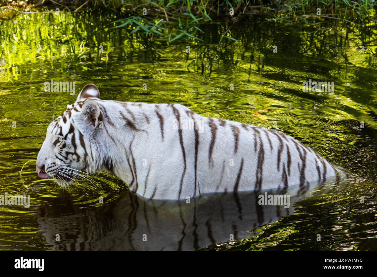 Tigre bianca del Bengala (Panthera tigris) in acqua potabile. Acqua in midair dalla sua lingua dell azione di lappatura, che ancora è arricciato al di fuori della sua bocca. Foto Stock