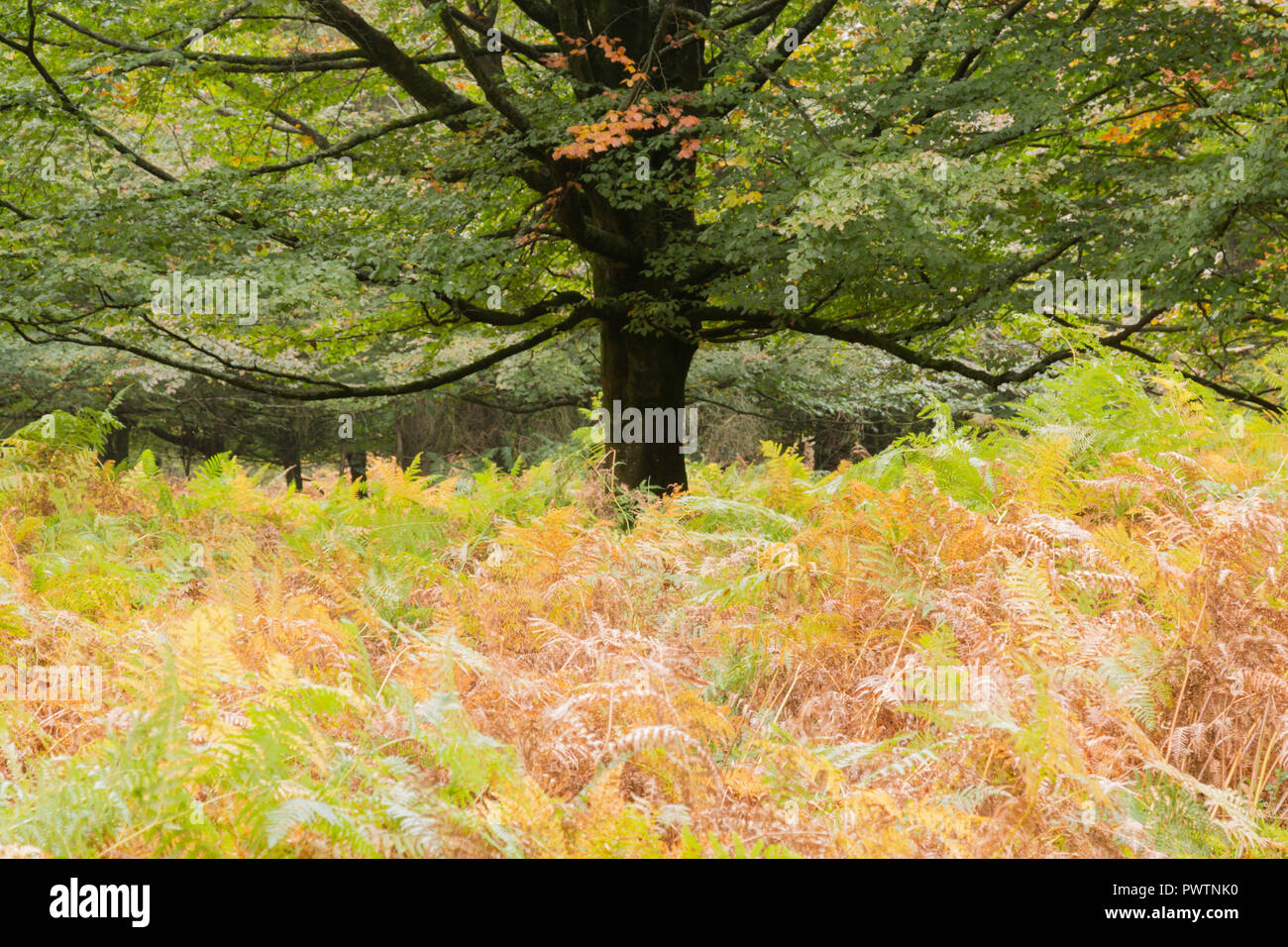 Soft Colore di autunno da felci nella nuova foresta, Hampshire, Regno Unito. Foto Stock