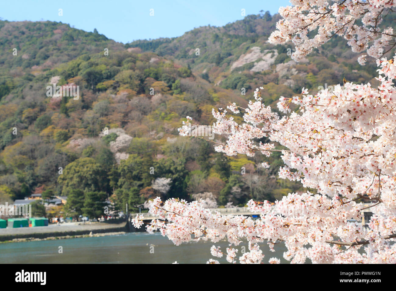 Fiori di Ciliegio in Kyoto Arashiyama Foto Stock