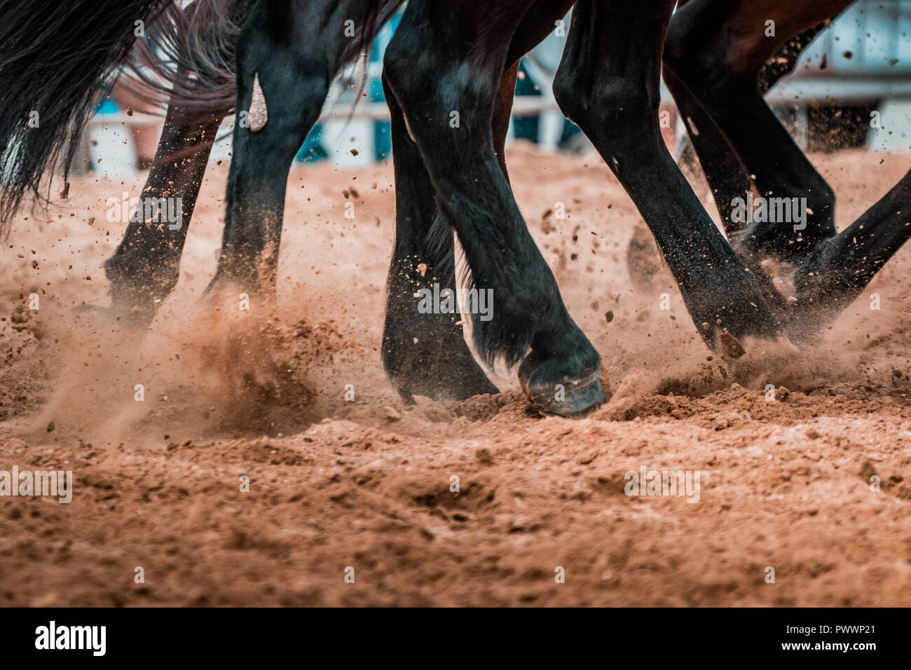 Wild cavalli al galoppo selvaggiamente in un rodeo show. I dettagli e la messa a fuoco su piedi, sabbia, polvere, sporcizia e motion blur. Sfocato sfondo bokeh, illuminazione calda, sh Foto Stock