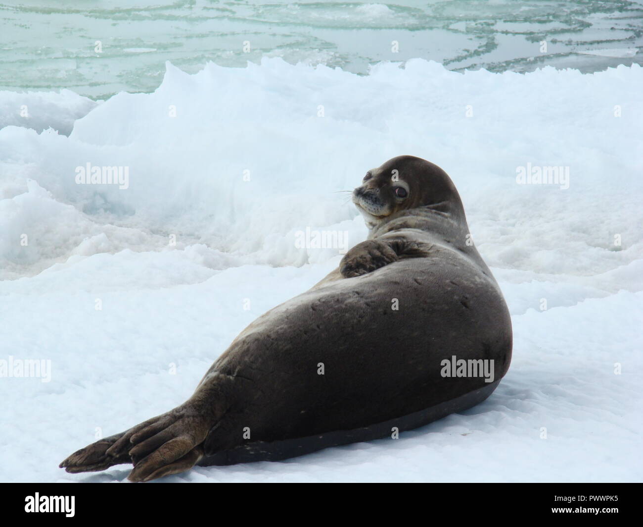 Della guarnizione - guarnizione inanellato (Pusa hispida), che giace nella neve in una giornata di sole e guardando la telecamera. Close-up. Antartico Foto Stock