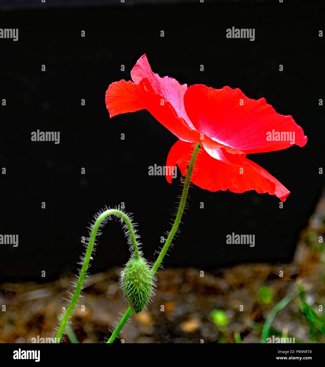 Papavero rosso ricordo nelle Fiandre Foto Stock