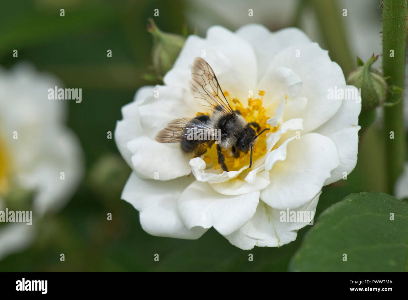 Una femmina di data mining ashy bee, Andrena cineraria, atterraggio sul fiore bianco di una rosa "Rambling Rector', un estate impollinatrice, Giugno Foto Stock