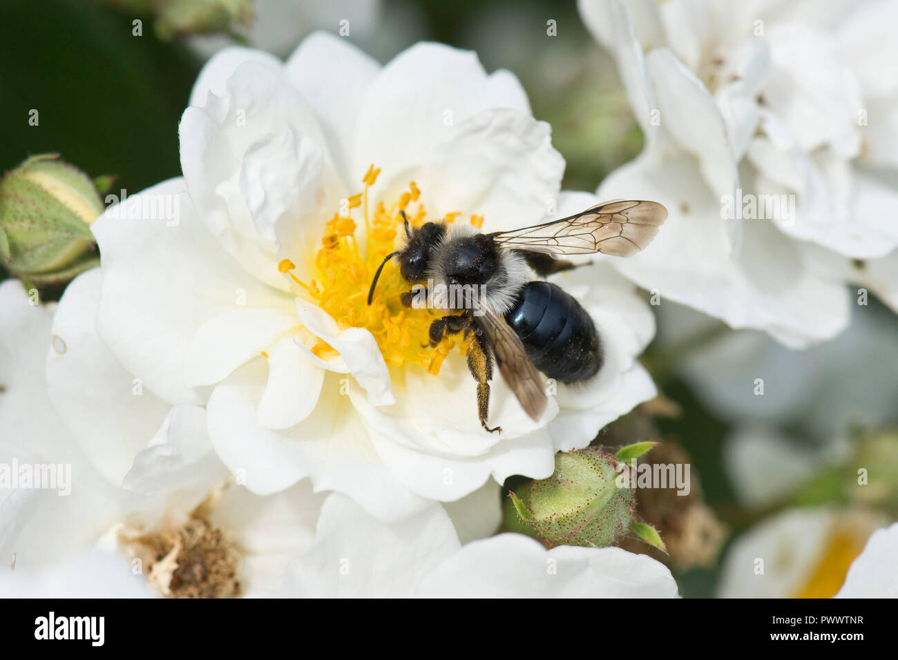 Una femmina di data mining ashy bee, Andrena cineraria, atterraggio sul fiore bianco di una rosa "Rambling Rector', un estate impollinatrice, Giugno Foto Stock