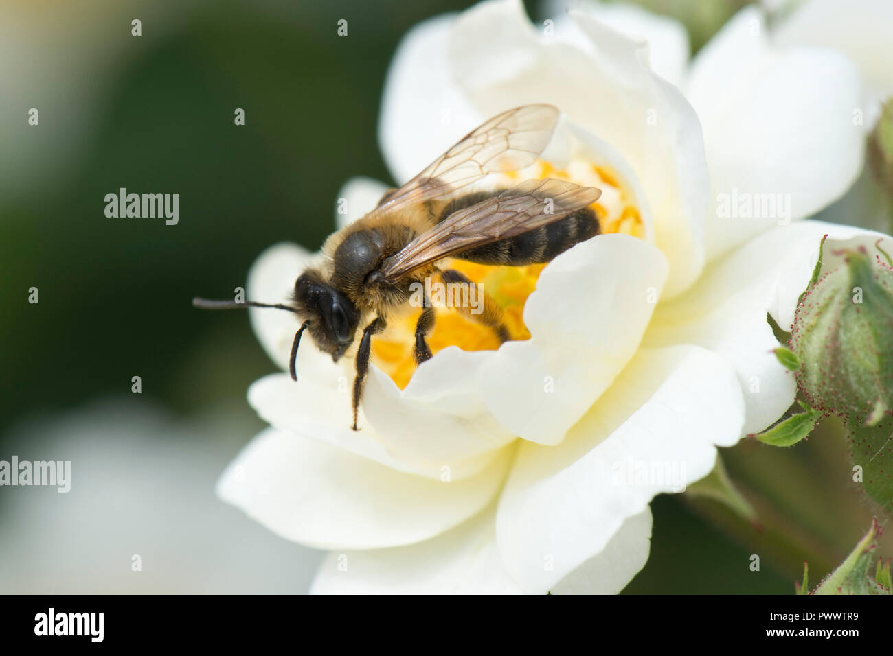 Una femmina arancione-tailed mining bee, Andrena haemorrhoa, atterraggio sul fiore bianco di una rosa "Rambling Rector', un estate impollinatrice, Giugno Foto Stock