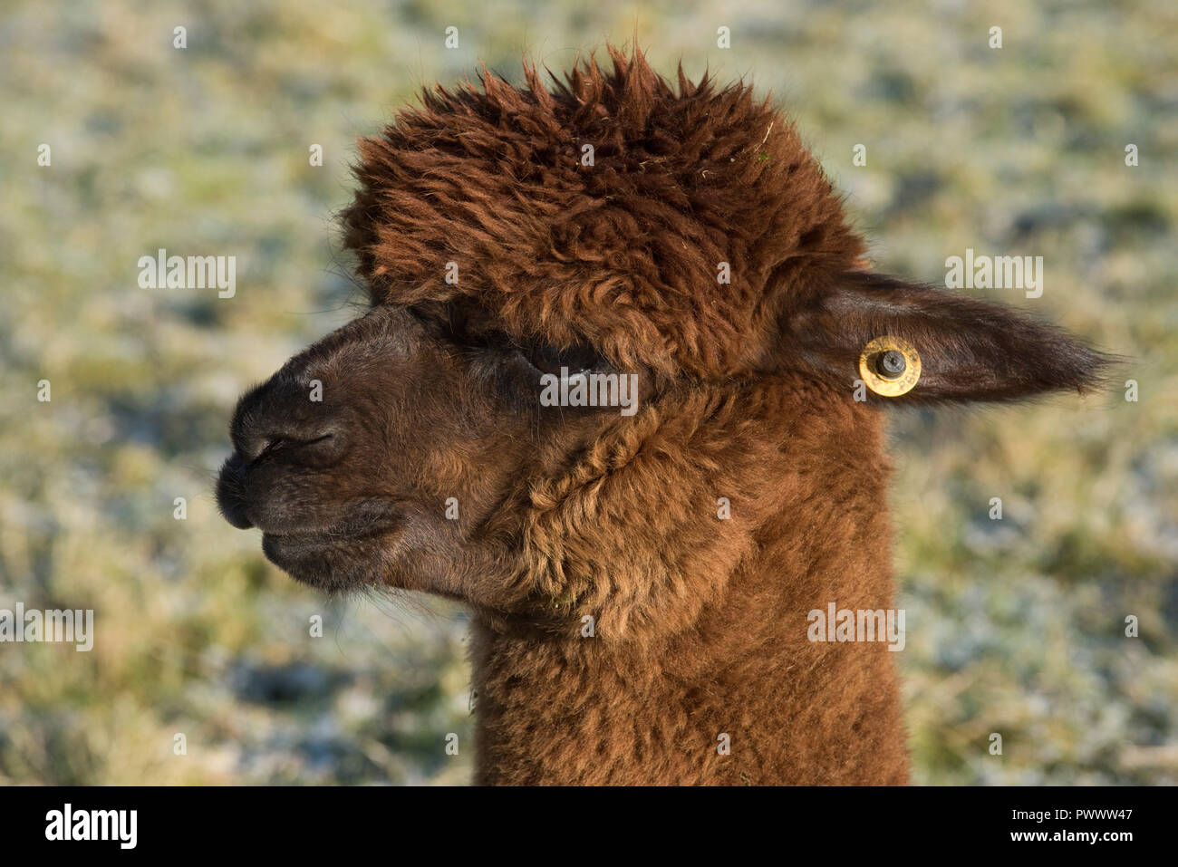 Un marrone huacaya alpaca testa, tag di orecchie, naso, orecchie, gli occhi con la fibra del capello che cresce in inverno, Berkshire, Febbraio Foto Stock