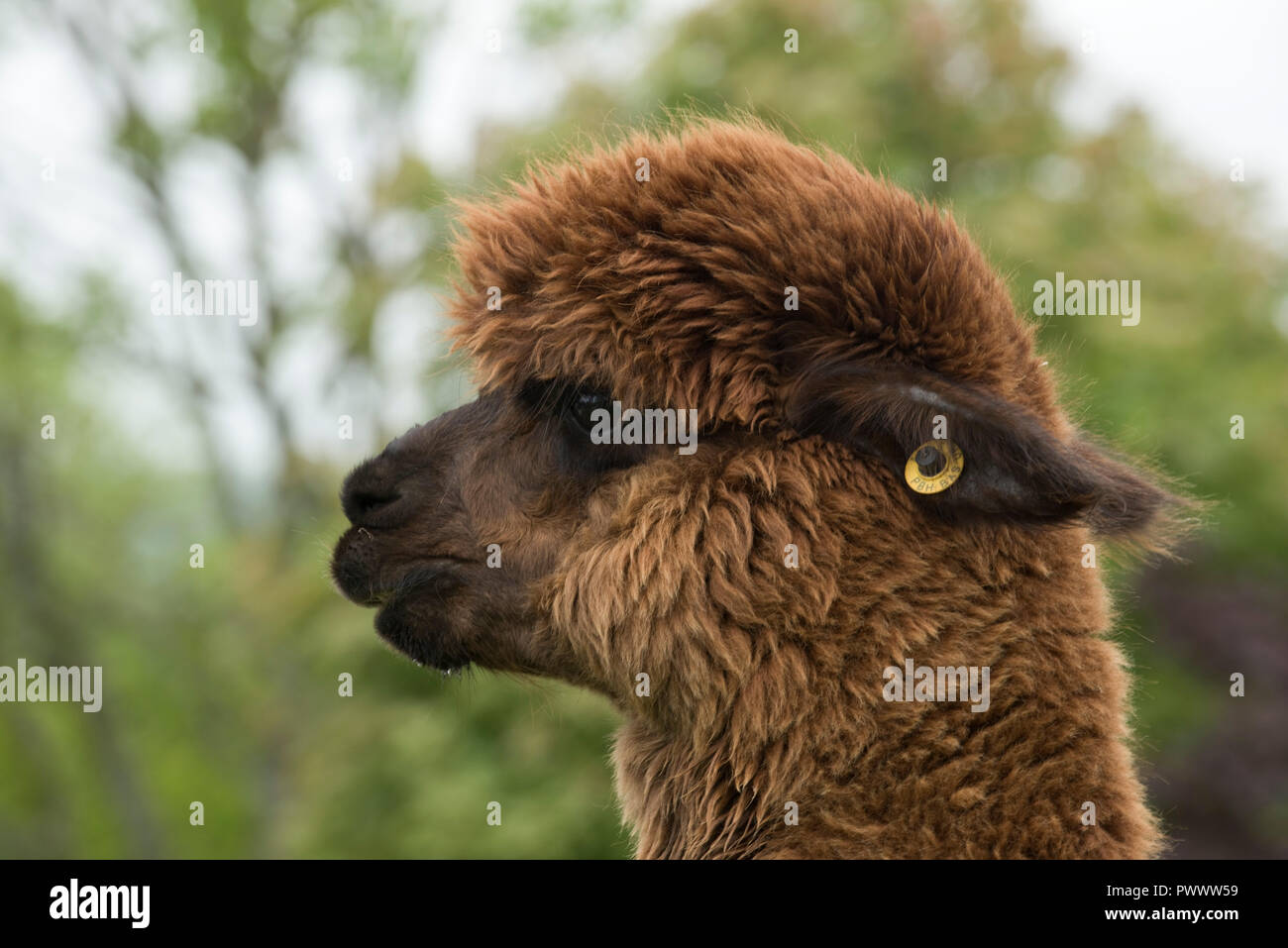 Un marrone huacaya alpaca testa e orecchio tag con la fibra del capello crescente prima del taglio, Berkshire, può Foto Stock