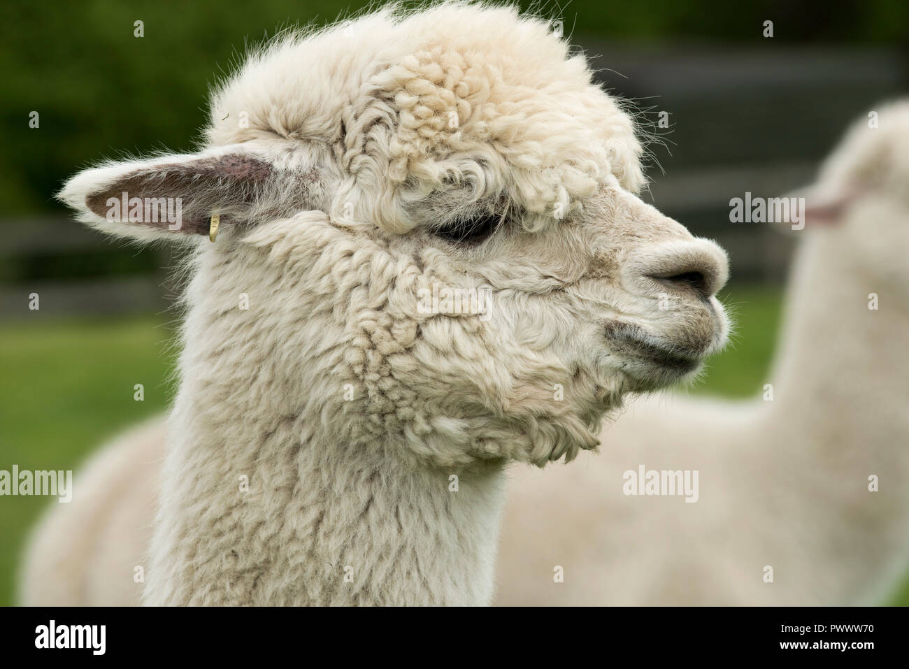 La testa di un vecchio bianco alpaca huacaya orecchie verso il basso con la crescita dei capelli dopo il taglio, Berkshire, può Foto Stock