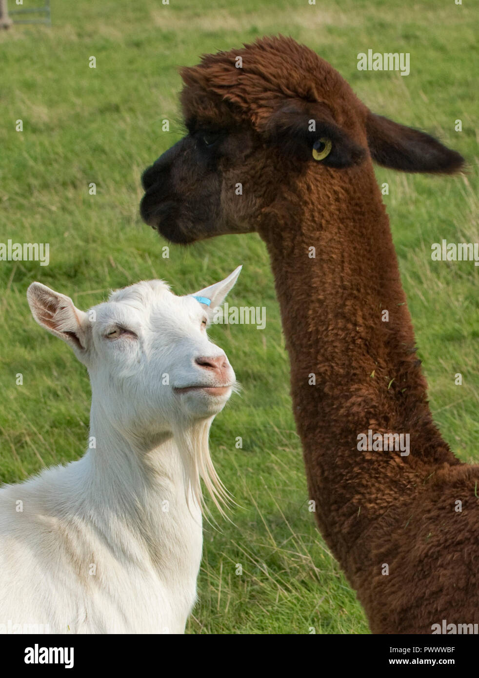 Un marrone, recentemente tagliato, alpaca maschio con un bianco Saanen capra guardando in alto, Berkshire, Settembre Foto Stock