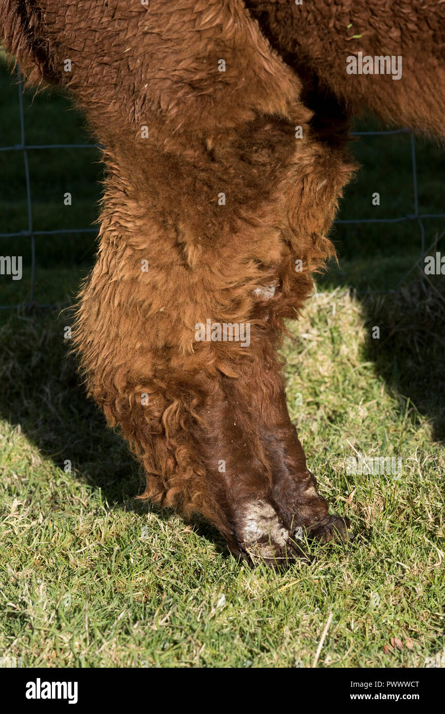 Un marrone huacaya alpaca gamba inferiore mostra danni da sarcoptic rogna acari della fibra e piedi Foto Stock