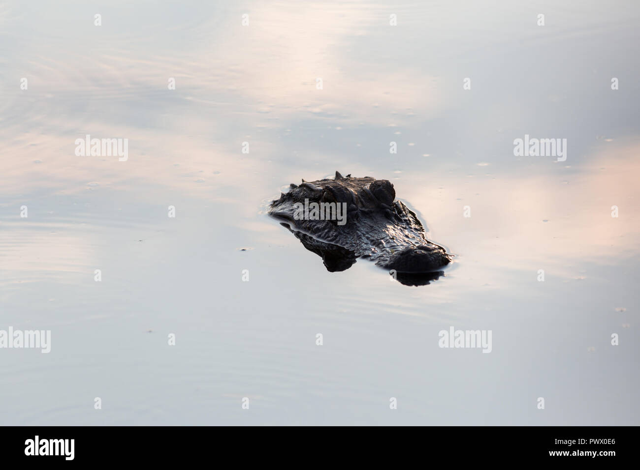 Un coccodrillo testa di prenderci fino al di sopra della superficie dell'acqua. Il Bayou Sauvage National Wildlife Refuge, Louisiana Foto Stock