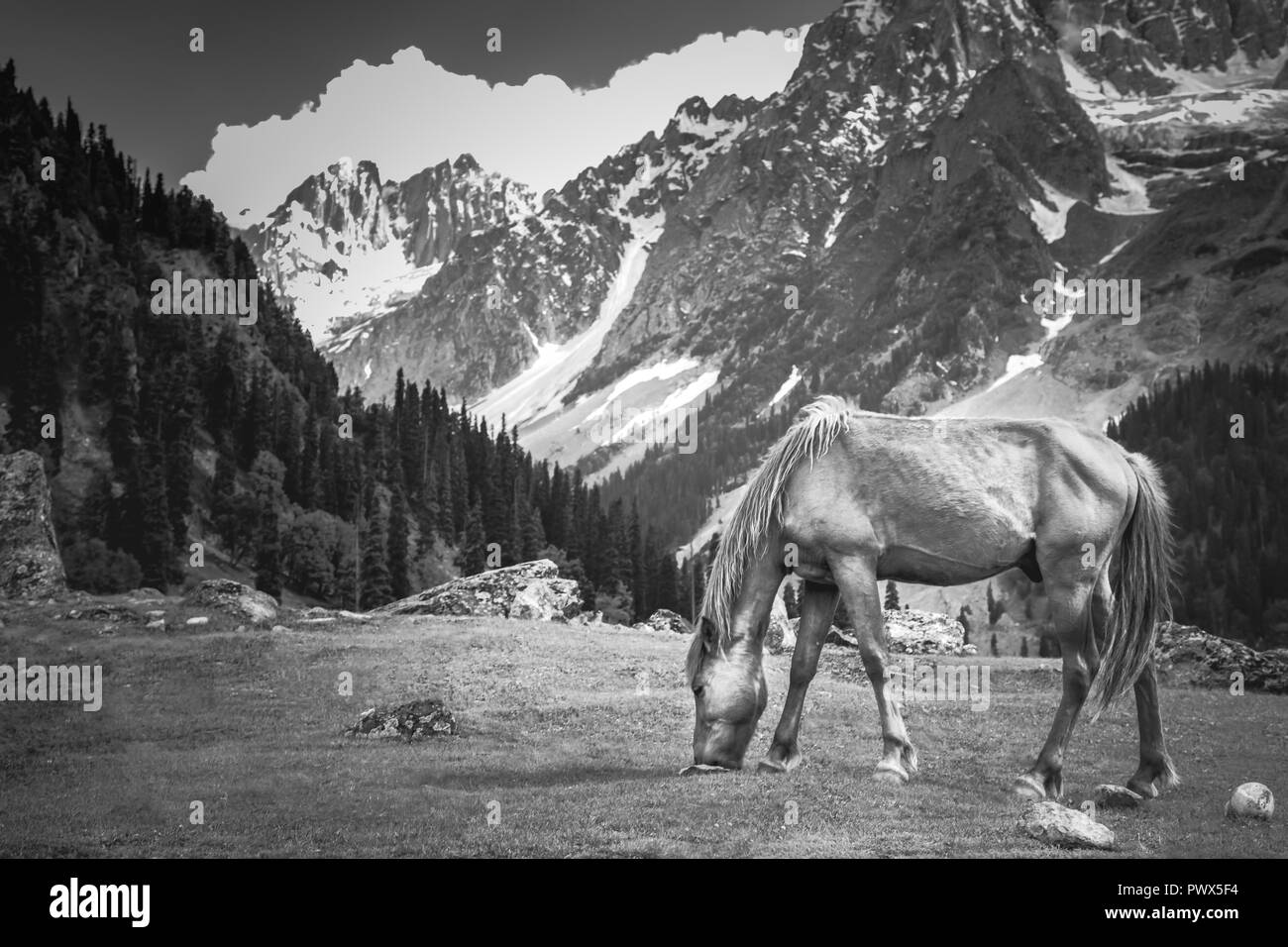 Cavallo al pascolo su una prateria in Sonmarg, India, 85km a est di Srinagar contro la montagna himalayana in estate Foto Stock