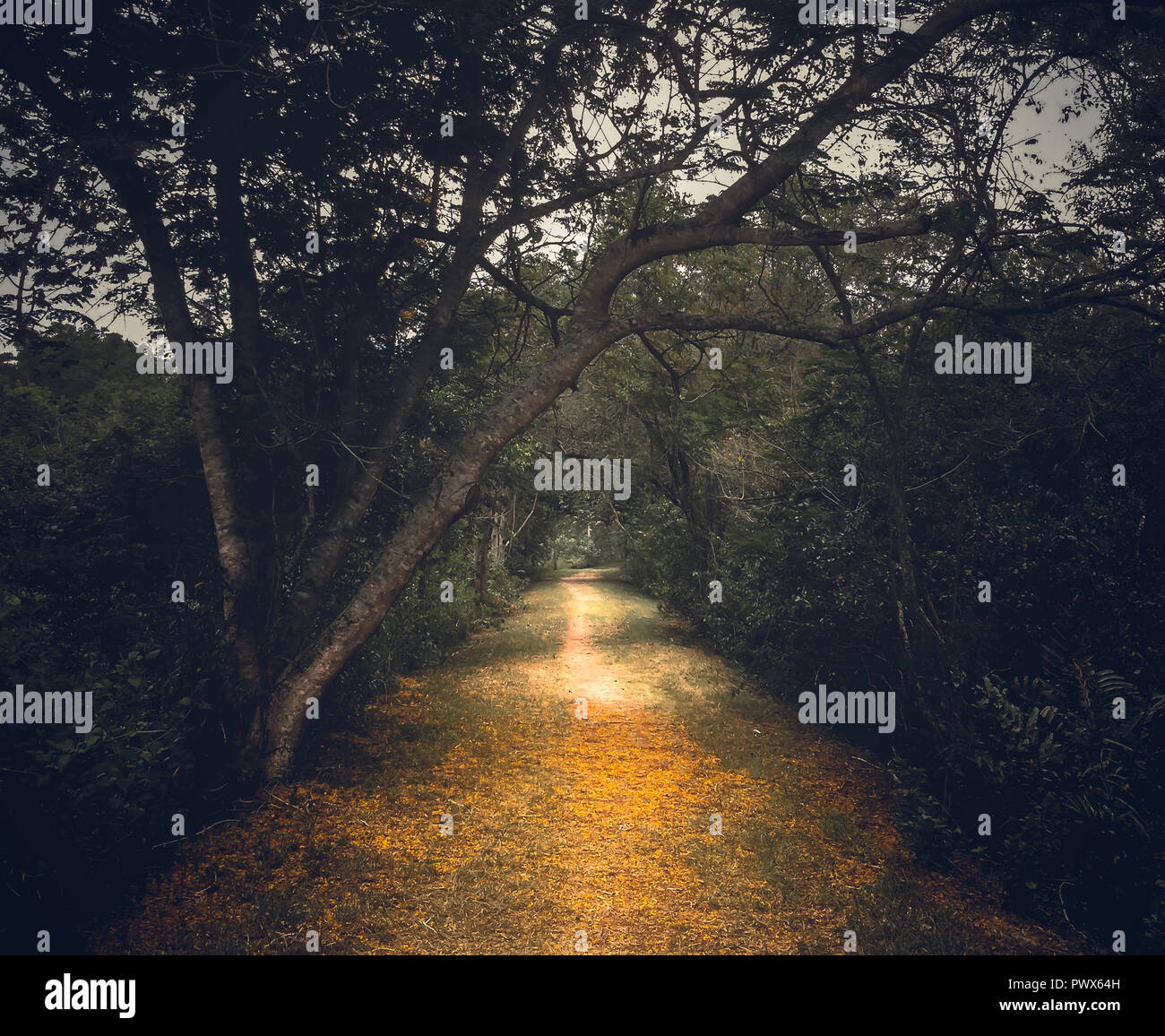 Piccola strada che conduce alla giungla di mangrovie a Kuala Selangor Nature Park, Malaysia Foto Stock