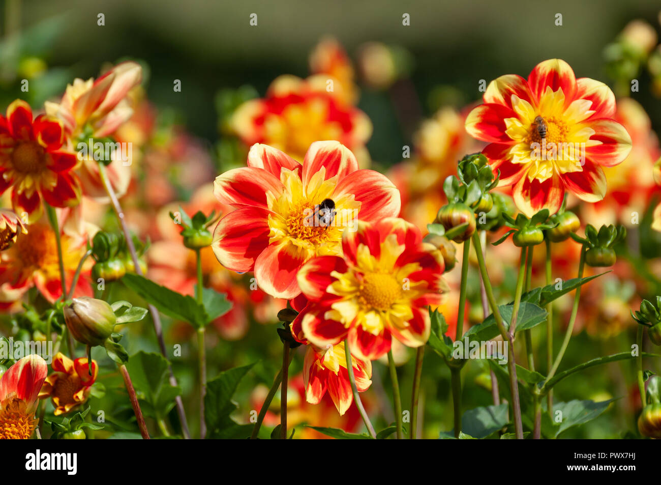Api per raccogliere il polline sulla colorata di rosso, giallo e bianco fiori estivi all'aperto nel giardino in una giornata di sole Foto Stock