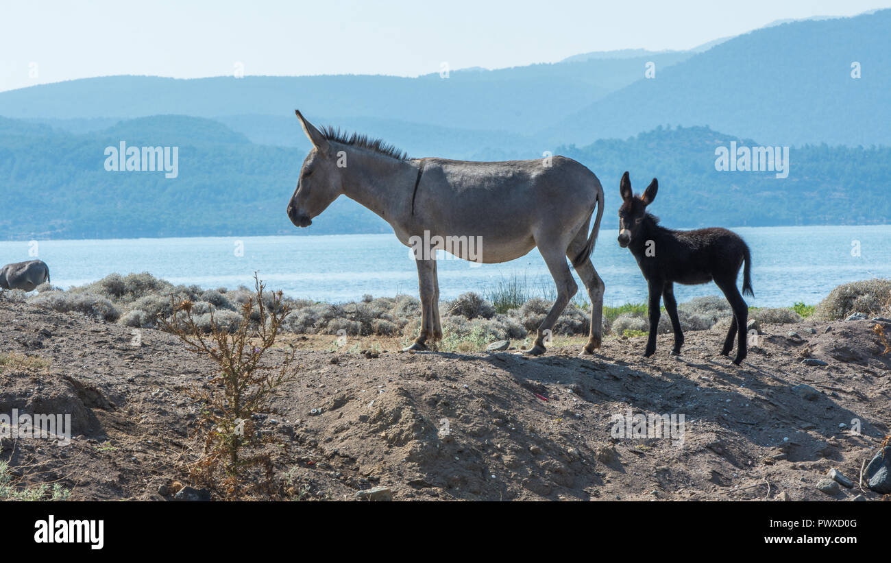 La madre e il bambino asino in piedi sulla collina di sabbia Foto Stock