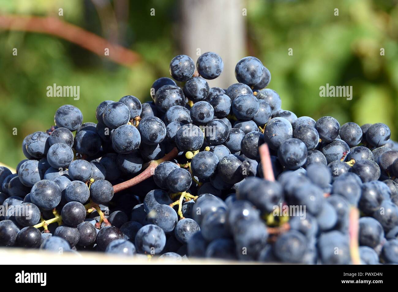 Il Sangiovese la vendemmia nei vigneti della Tenuta San Fabiano Conti Borghini Baldovinetti , Strada del Vino Terre di Arezzo distretto, Arezzo , Tus Foto Stock