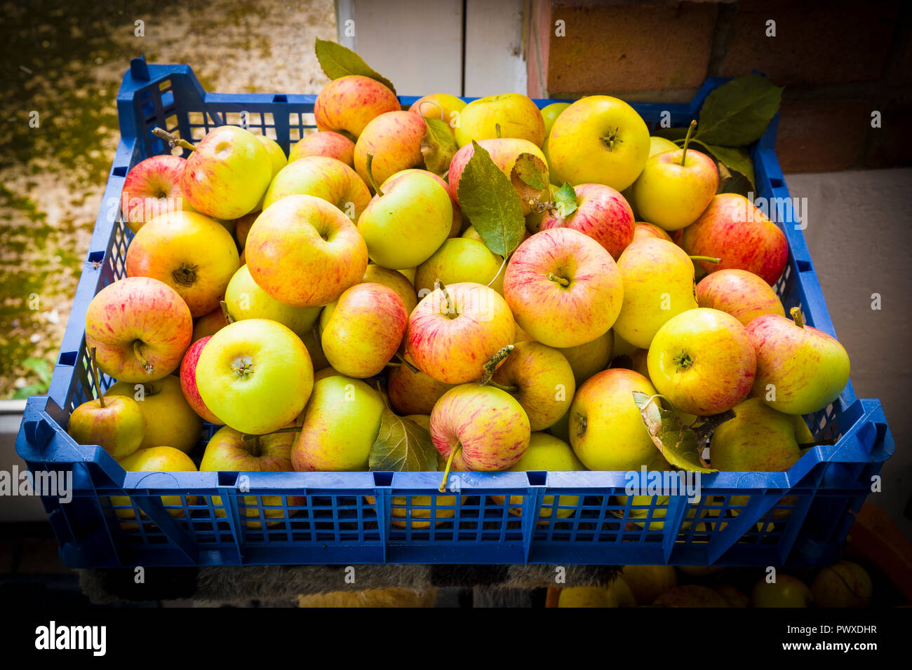 Una cassa di manna tramonto mangiare le mele raccolte dopo venti di grande forza nel WILTSHIRE REGNO UNITO Foto Stock