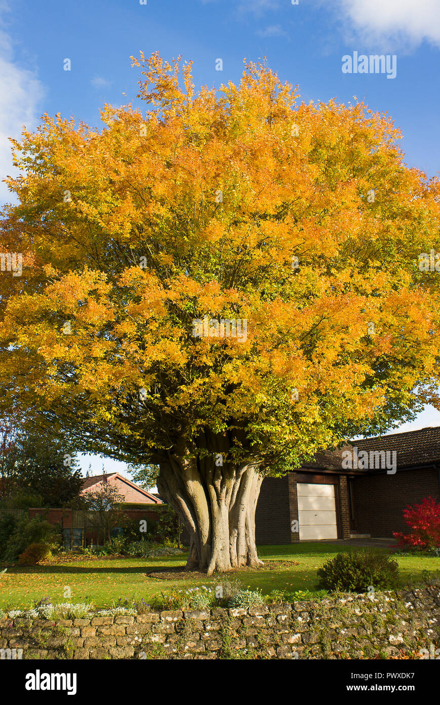 Foglie di autunno su un tronco vecchio Caucasian Elm Tree nel villaggio Bromham Wiltshire, Inghilterra REGNO UNITO Foto Stock