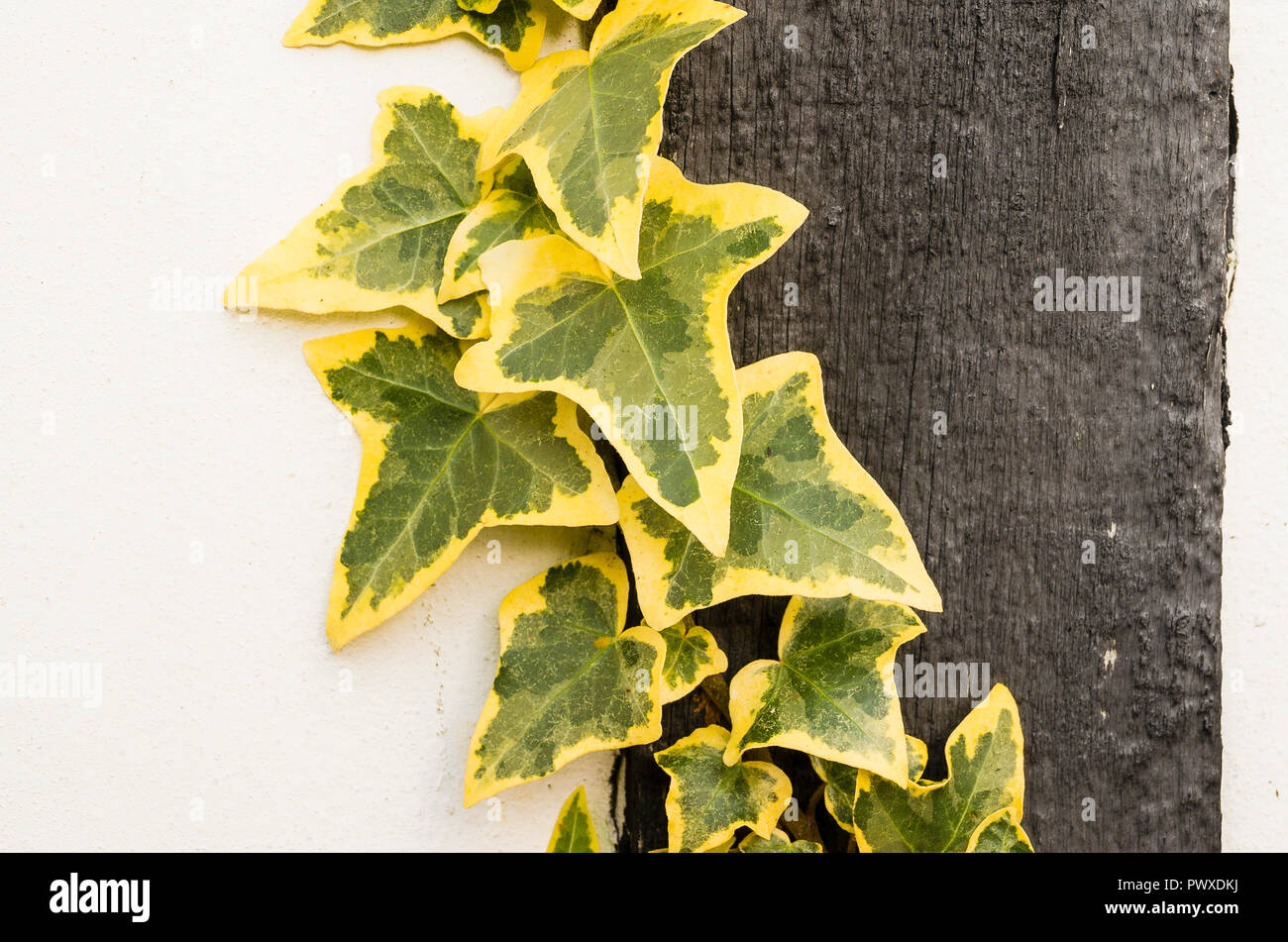 Edera variegata salendo su una parete laterale di aggiungere un sempreverde accento decorativo tutto l'anno nel Wiltshire, Inghilterra REGNO UNITO Foto Stock