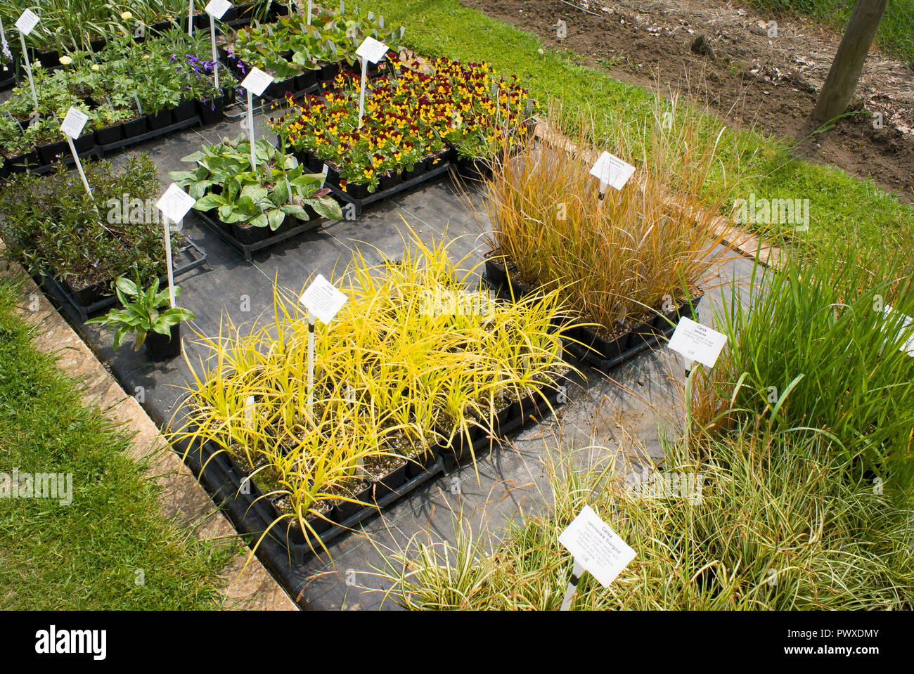 Un letto di esposizione di vendite pulito al vivaio di Mead in Wiltshire Regno Unito caratterizzato un'erba dorata di carex e altre piante. Nota piante giovani senza erbacce e facilmente accessibili Foto Stock