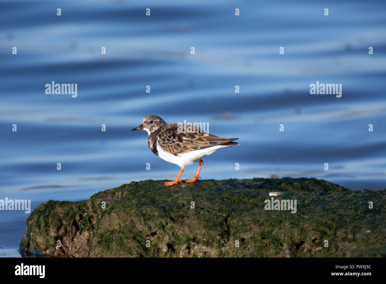 Turnstone di alta marea Foto Stock