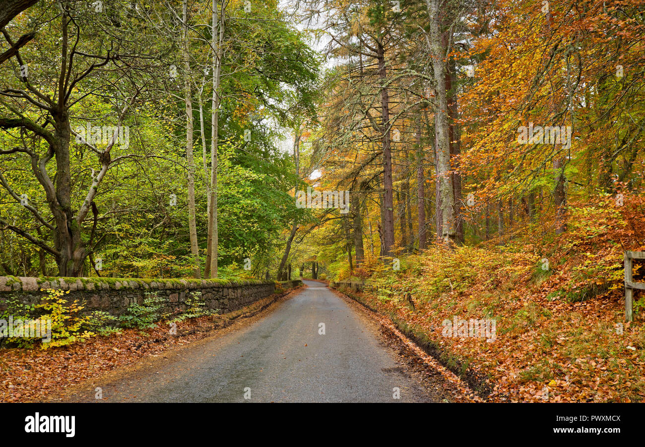 Bellissimi colori autunnali su Rothiemurchus Estate, viale alberato in Vicolo del paese vicino Inverdruie, da Aviemore, Cairngorms National Park, Highlands Scozzesi. Foto Stock