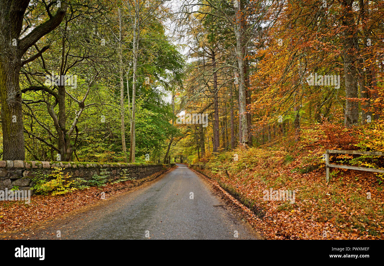 Bellissimi colori autunnali su Rothiemurchus Estate, viale alberato in Vicolo del paese vicino Inverdruie, da Aviemore, Cairngorms National Park, Highlands Scozzesi. Foto Stock