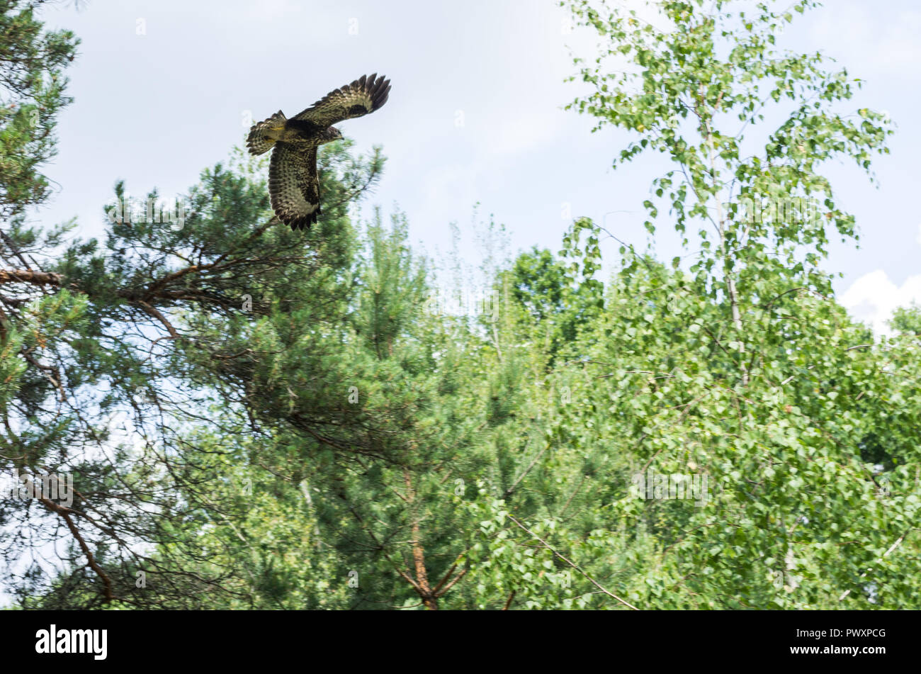 Buteo buteo volare nel cielo. Hunter nell'aria. Foto Stock