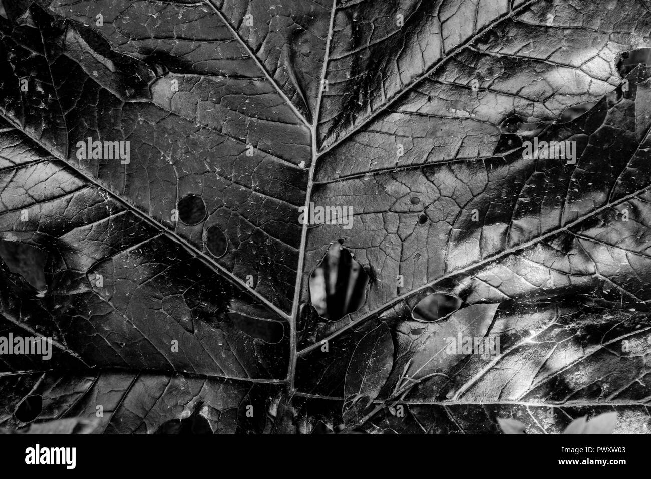 Il ipnotiche e allegri colori della natura tutto intorno a noi, Atene Grecia Foto Stock