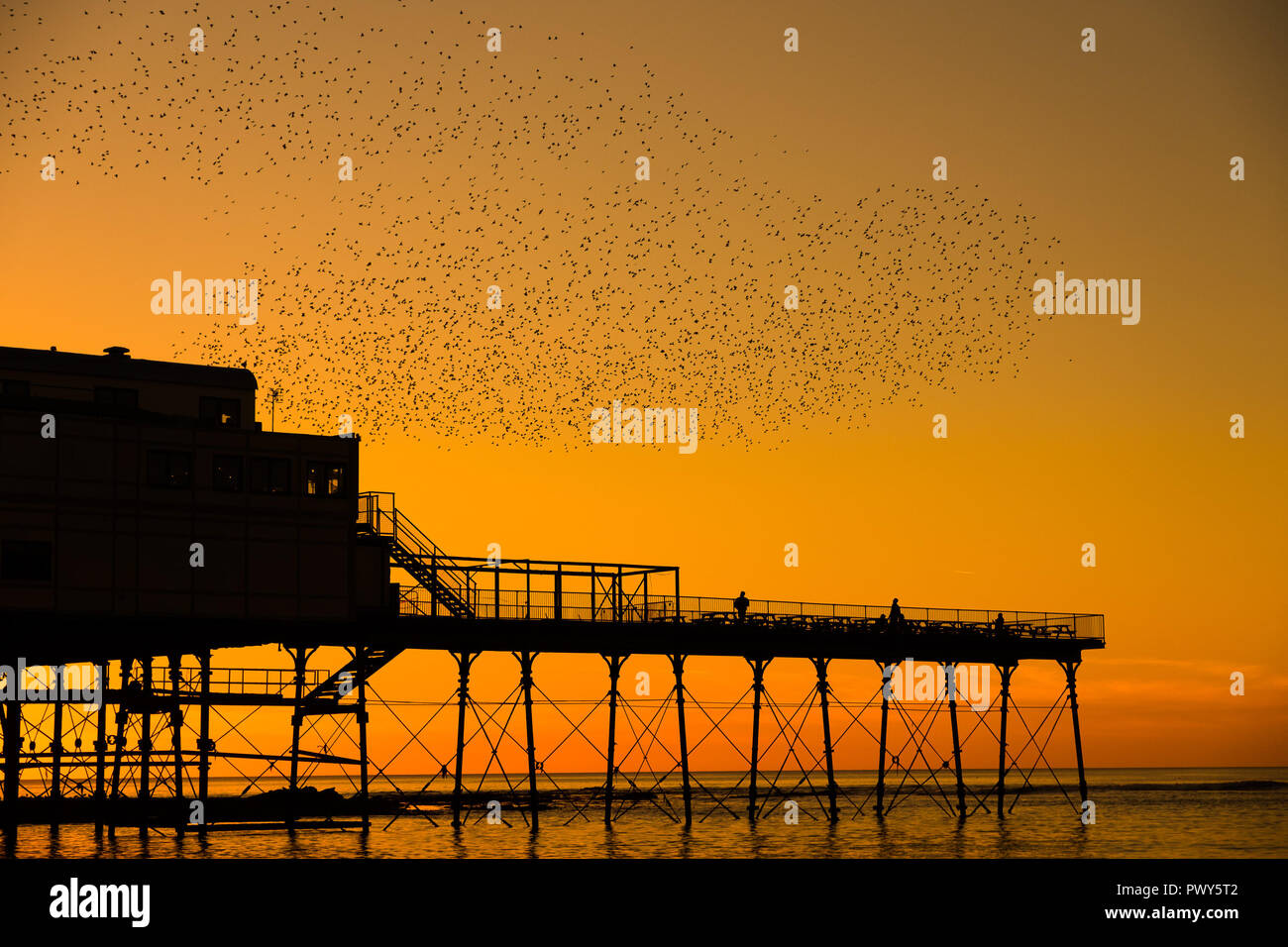 Aberystwyth Wales UK, giovedì 18 Ott 2018 UK Meteo: un murmuration di storni in picchiata intorno al molo al tramonto su una bellissima serata calda in Aberystwyth su Cardigan Bay costa del Galles occidentale cerdit Photo credit: keith morris/Alamy Live News Foto Stock