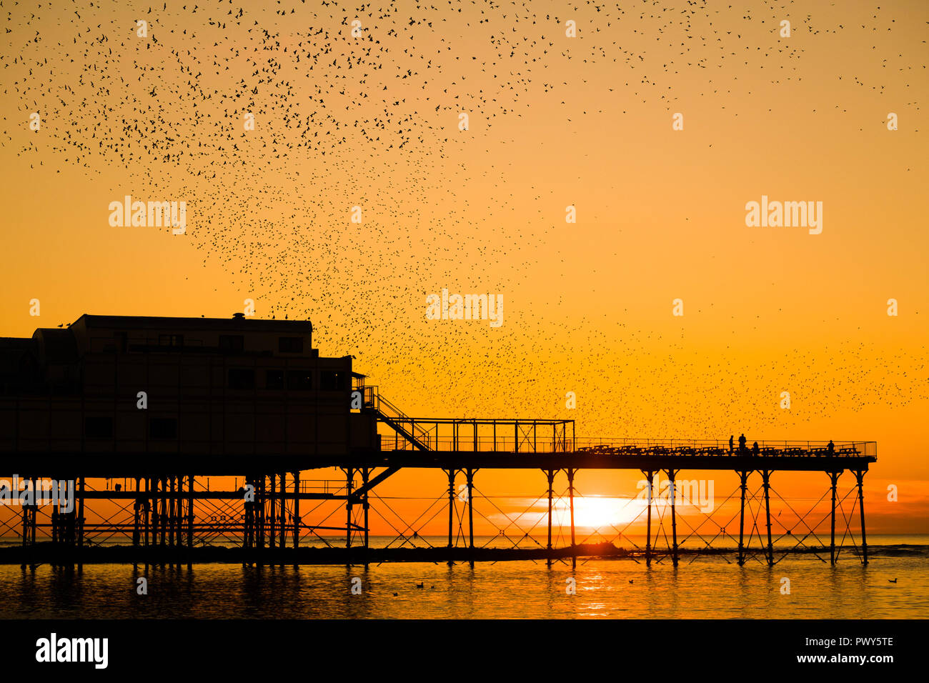 Aberystwyth Wales UK, giovedì 18 Ott 2018 UK Meteo: un murmuration di storni in picchiata intorno al molo al tramonto su una bellissima serata calda in Aberystwyth su Cardigan Bay costa del Galles occidentale cerdit Photo credit: keith morris/Alamy Live News Foto Stock