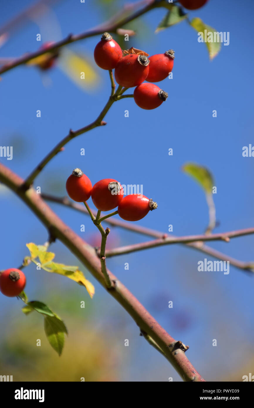 Mature rosa canina sul ramo in sole autunnale, rosa anca anche chiamato rose haw frutti nei primi di ottobre sui rami nella parte anteriore del cielo azzurro Foto Stock