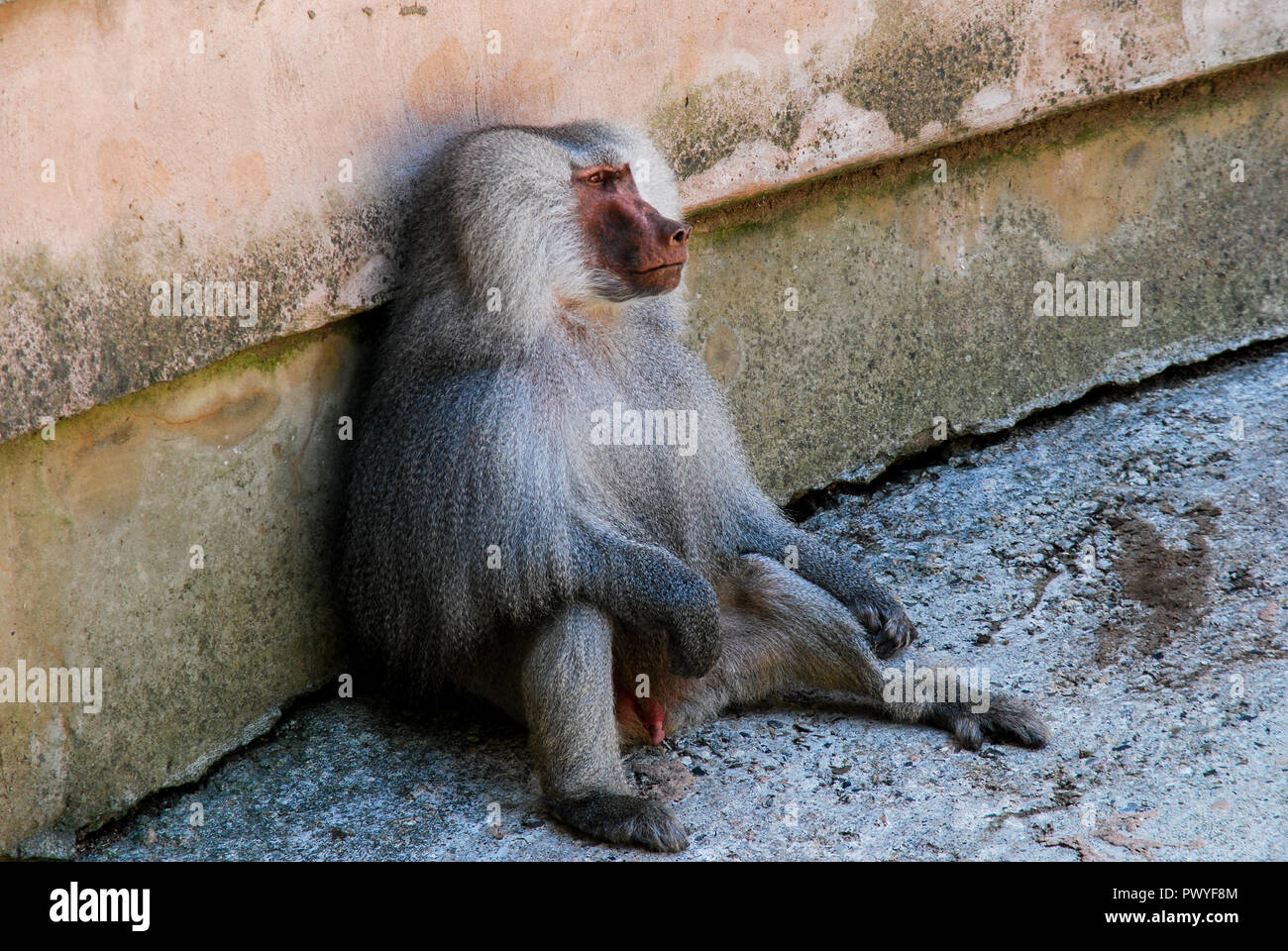Lazy Monkey sedersi a Paignton Zoo Foto Stock