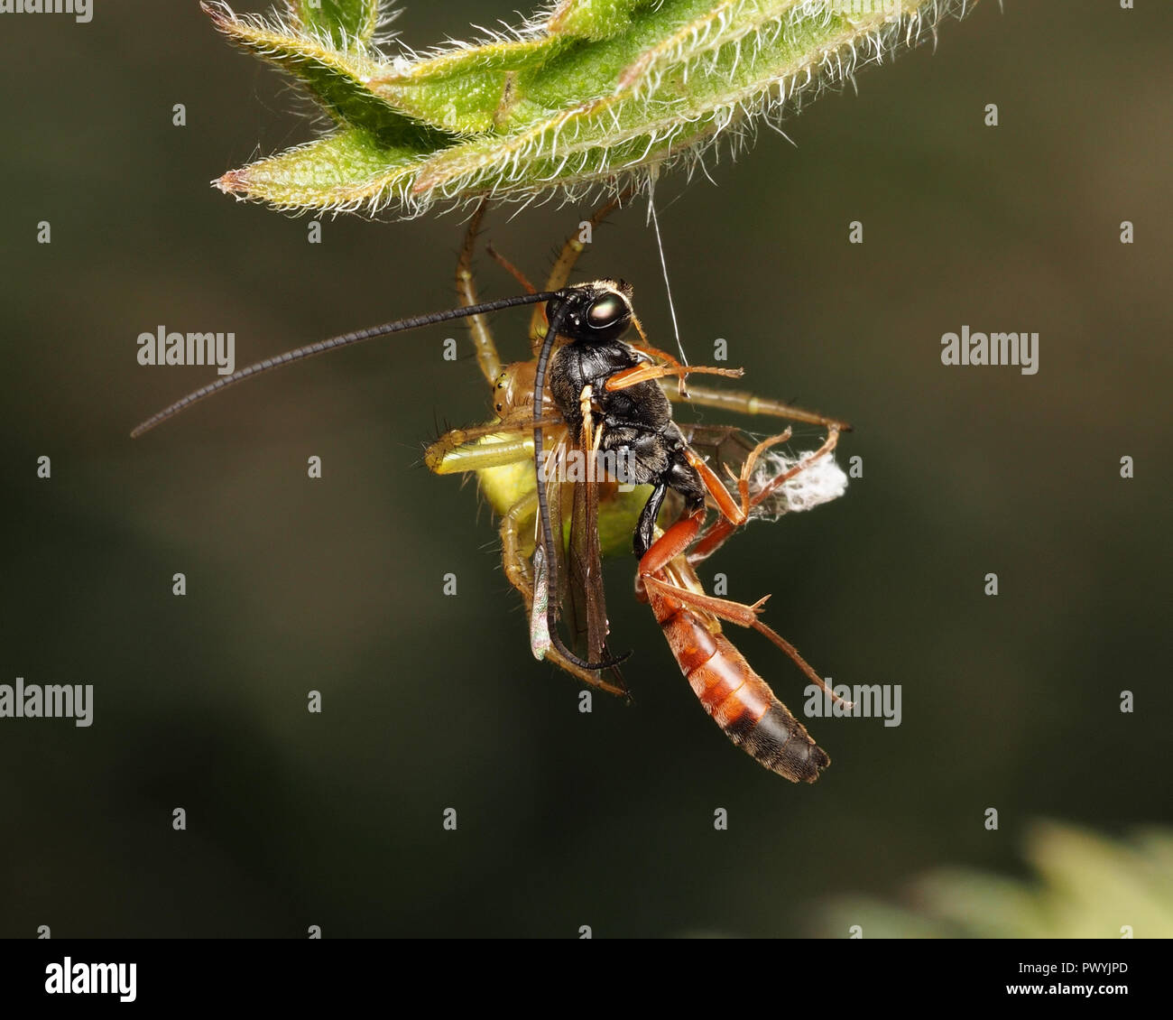 Parassitoide wasp catturati da Araniella sp spider. Tipperary, Irlanda Foto Stock