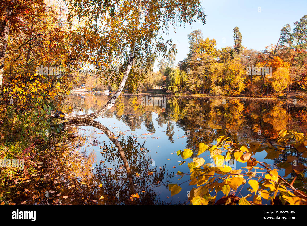 Incredibilmente autunno magnifico paesaggio forestale Foto Stock