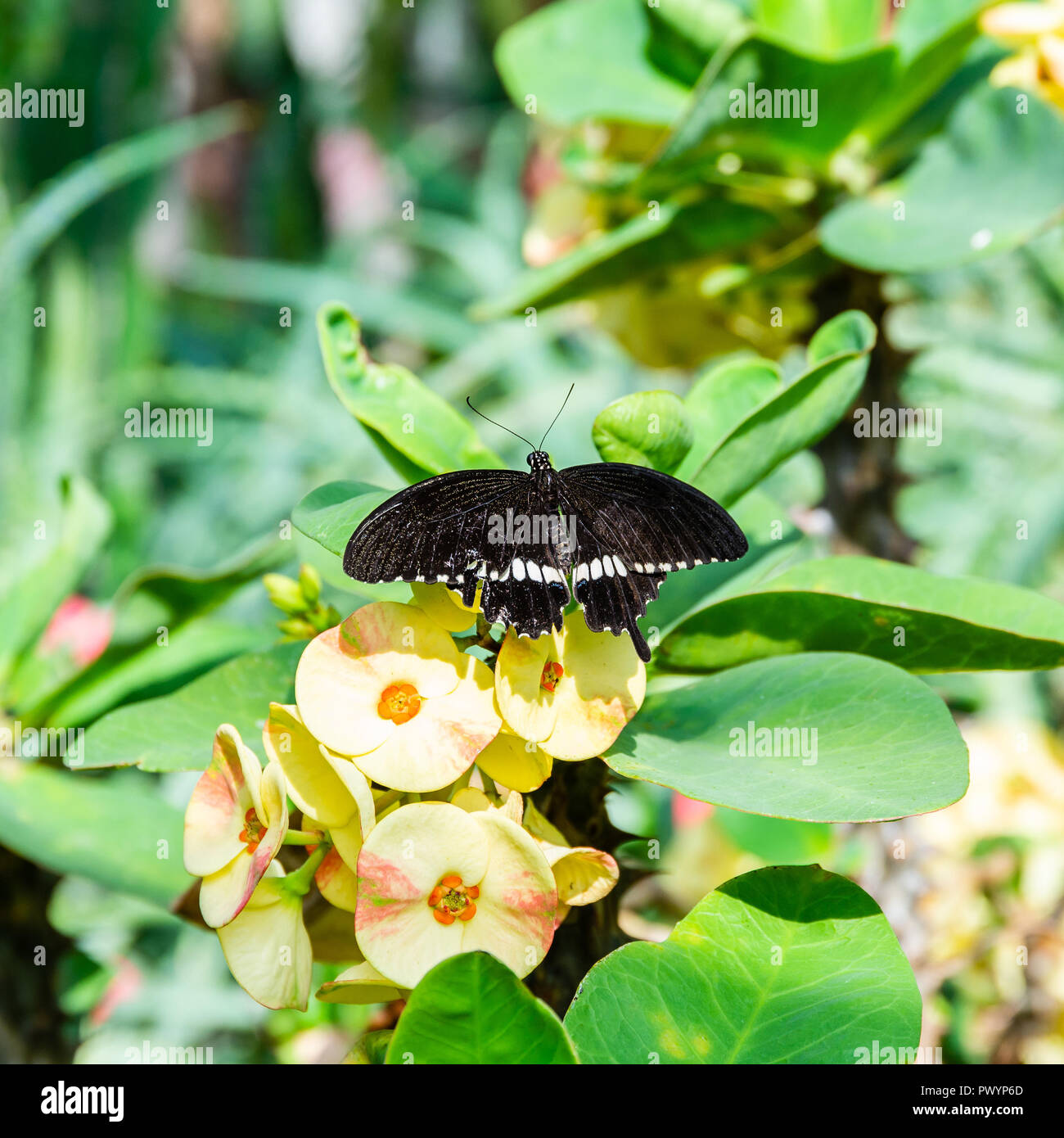 Foto Piazza di interessanti butterfly. Bug ha ali nere e punti sul corpo. La forma delle ali è inusuale. Insetto è arroccato sulla pianta verde con grande Foto Stock