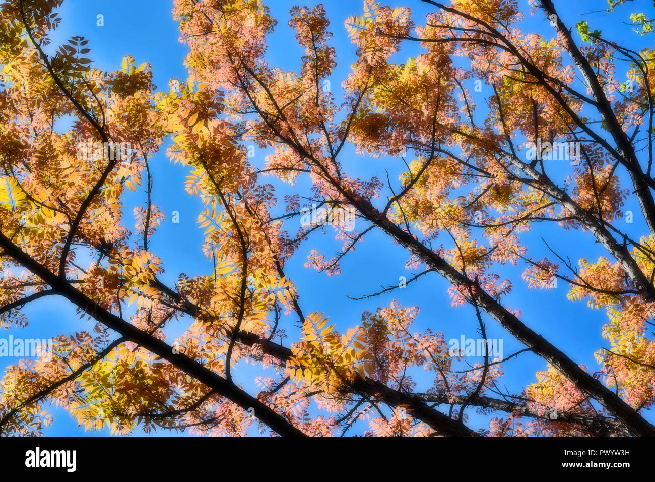 Gli alberi della foresta con colori vivaci ad Atene in Grecia, sentire la bellezza di Natura Foto Stock