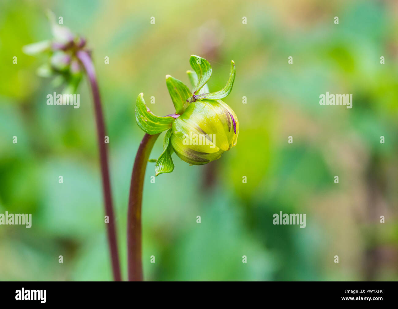 Una macro shot di una dalia nuit d'Ete germoglio di fiore. Foto Stock
