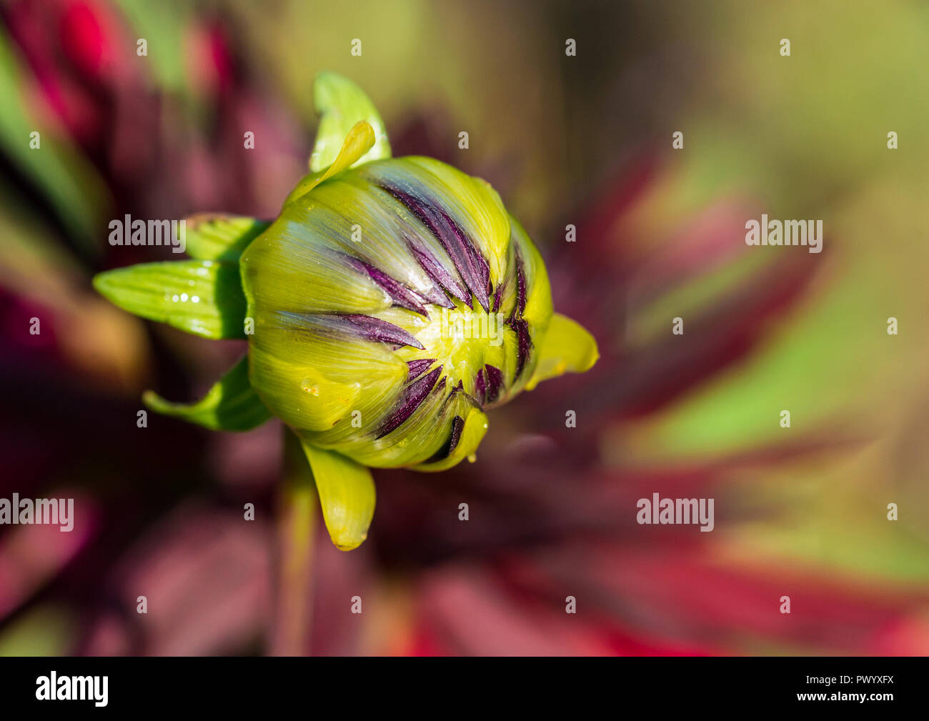 Una macro shot di maroon Fiore Dahlia bud. Foto Stock