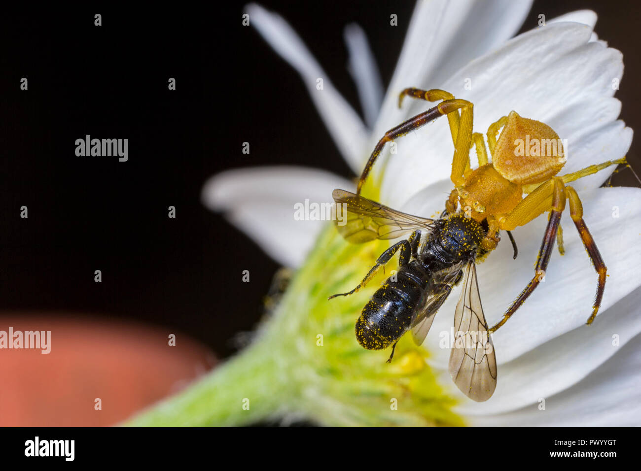 Il ragno giallo caccia e mangiare un ape su un fiore Foto Stock