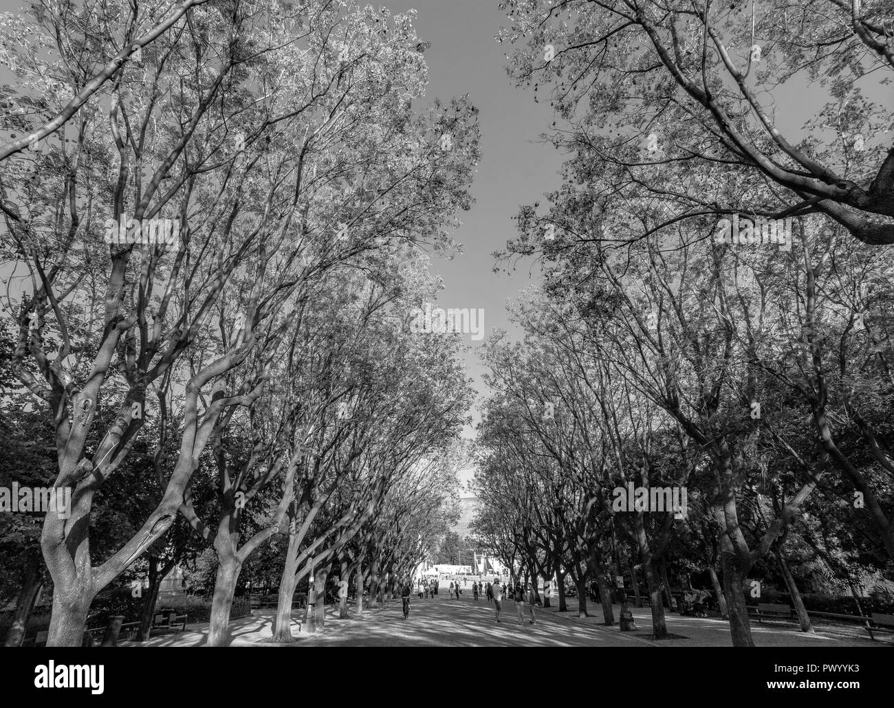 Gli alberi della foresta con colori vivaci ad Atene in Grecia, sentire la bellezza di Natura Foto Stock