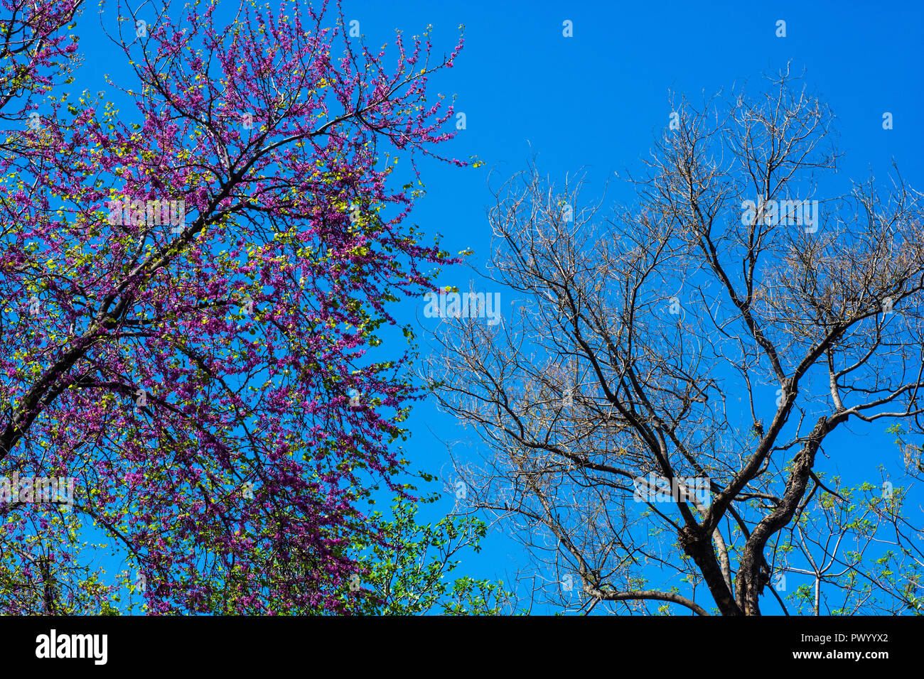 Adesivi Murali 3D Per Porte Murales Peel And Stick Alberi Colorati