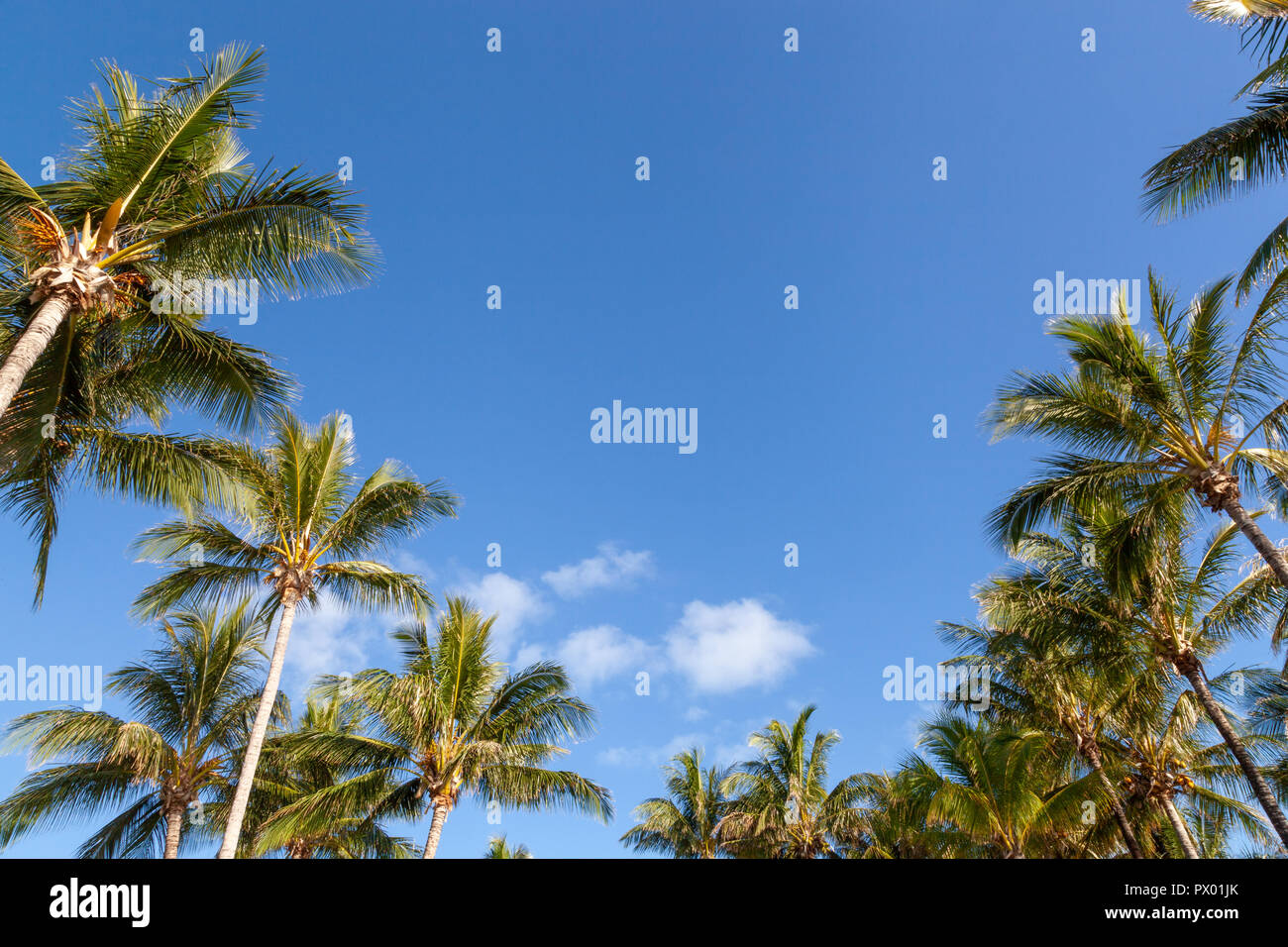 I cieli blu, soffici nuvole, palme, aqua, azzurro, giallo e verde bottiglia, acque di lappatura della white coral sands della Grande Barriera Corallina Foto Stock